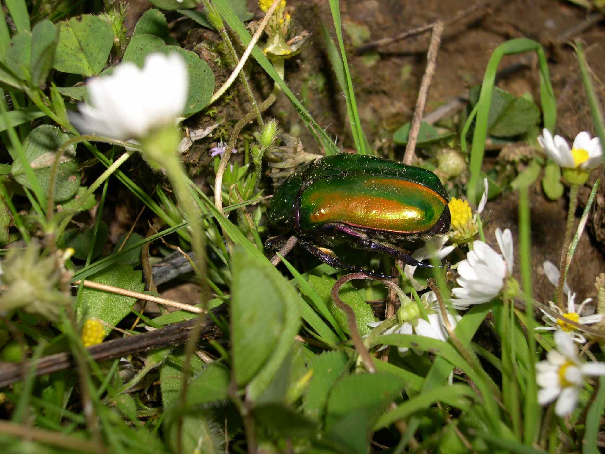 cetonia? Protaetia cuprea cuprea